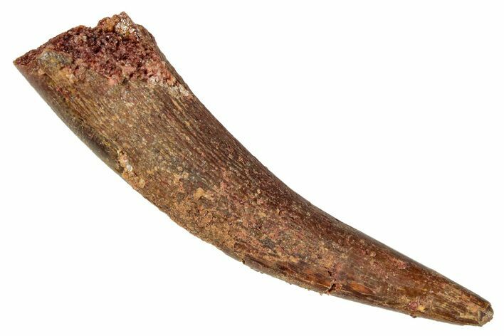 Huge, Fossil Pterosaur (Siroccopteryx) Tooth - Morocco #274338